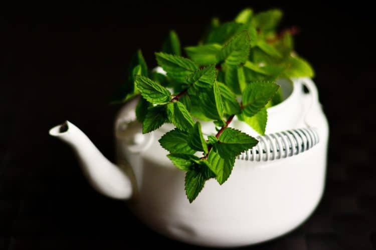 peppermint on teapot