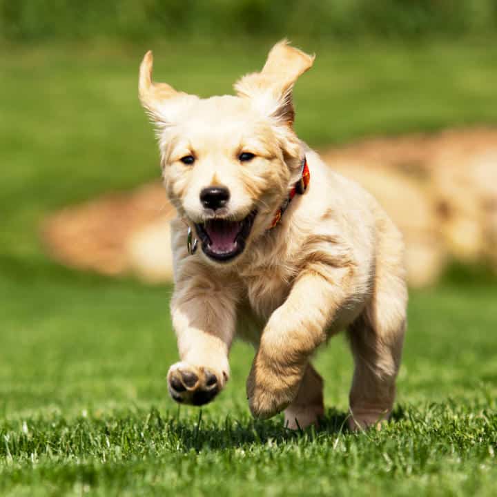 dog running on the grass