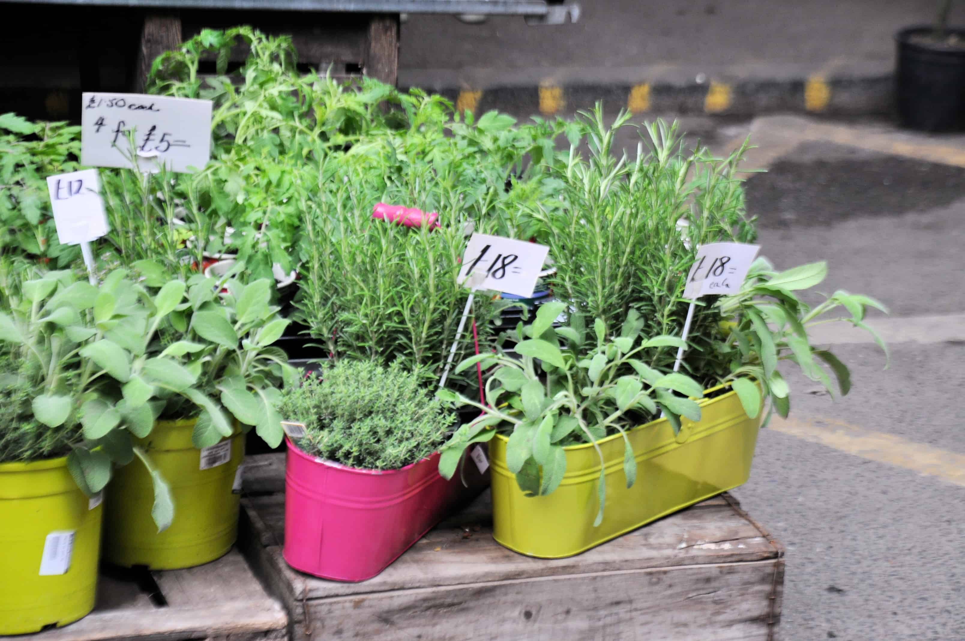 different herbs on pots