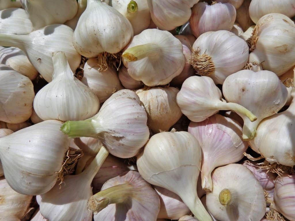 garlic