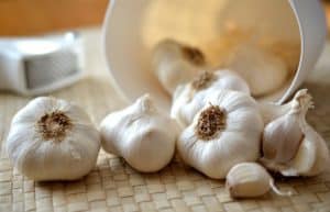 garlic for winter herbs