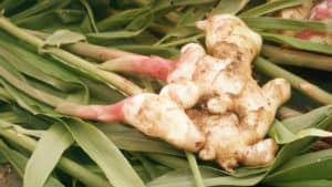 Ginger to warm your winter