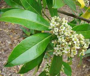 Yerba Mate herbs and spices