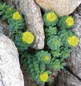 Rhodiola/Roseroot herbs and spices