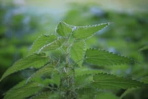 stinging nettle for Detoxifying Herbs And Spices