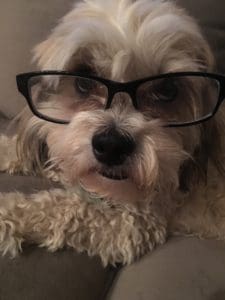 Dog wearing an eyeglass