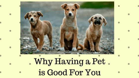 Why Having a Pet is Good For You