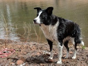 wet dog