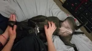 Dog being cuddled