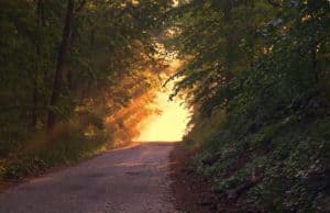 Forest bathing